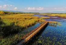 Prince Ferdinand’s Challenge