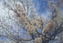 Jesus Has a Warning for the Church in Pergamum