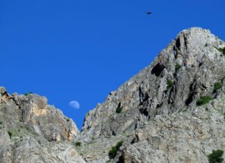 The Pig as an Unclean Animal in Egypt