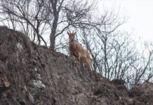 The Egyptian Origin of the Greek Gods