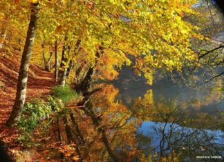 The Message of the Oracles