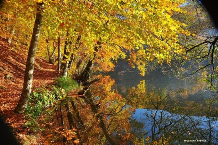 M.TASKIN-mustaskin06@gmail.com